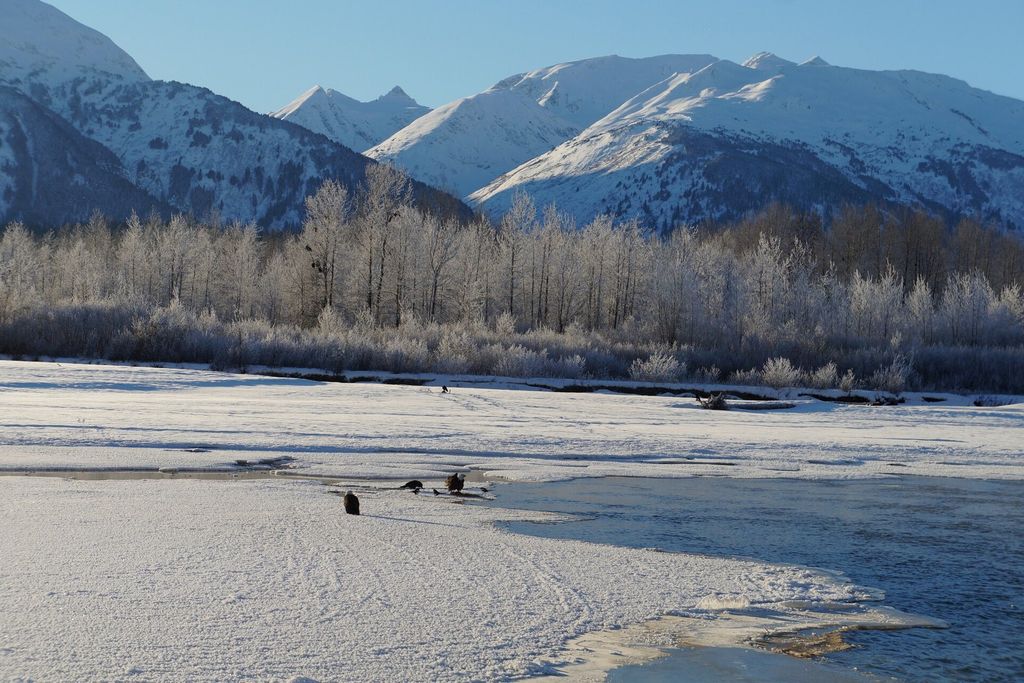Haines: Chilkat Bald Eagle Preserve