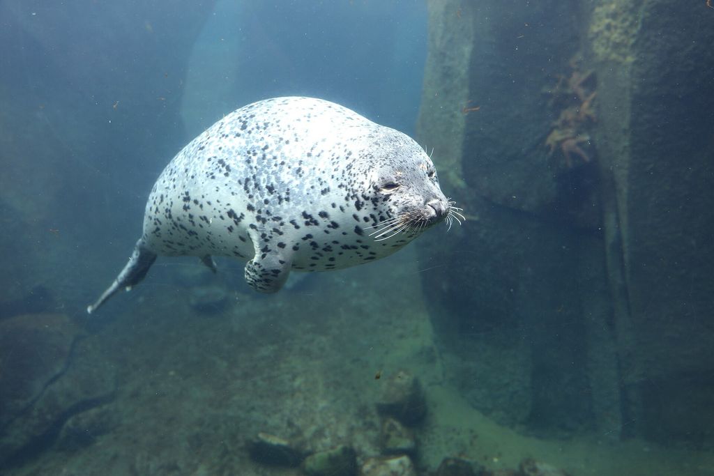 Anchorage (Seward): A seal at the Alaska SeaLife Center